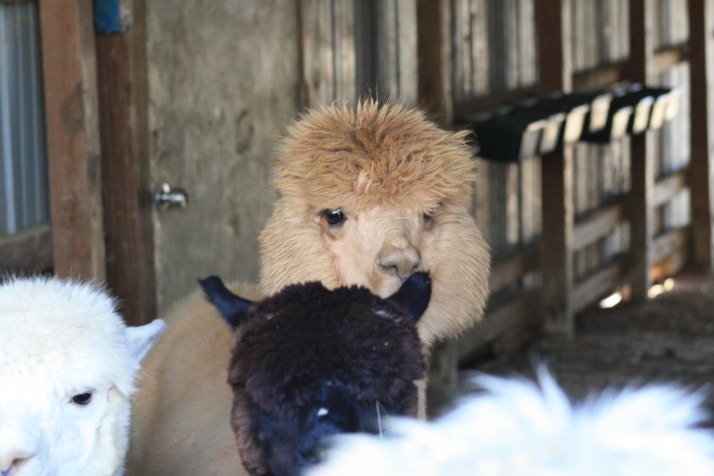 Alpacas.JPG