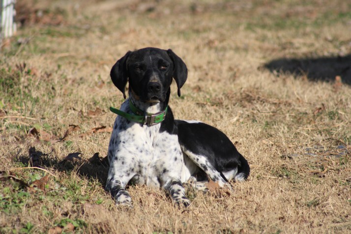 Chip the Dog.JPG