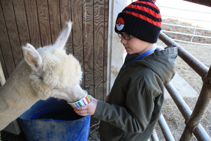 Evan Feeding the Alpaca.JPG